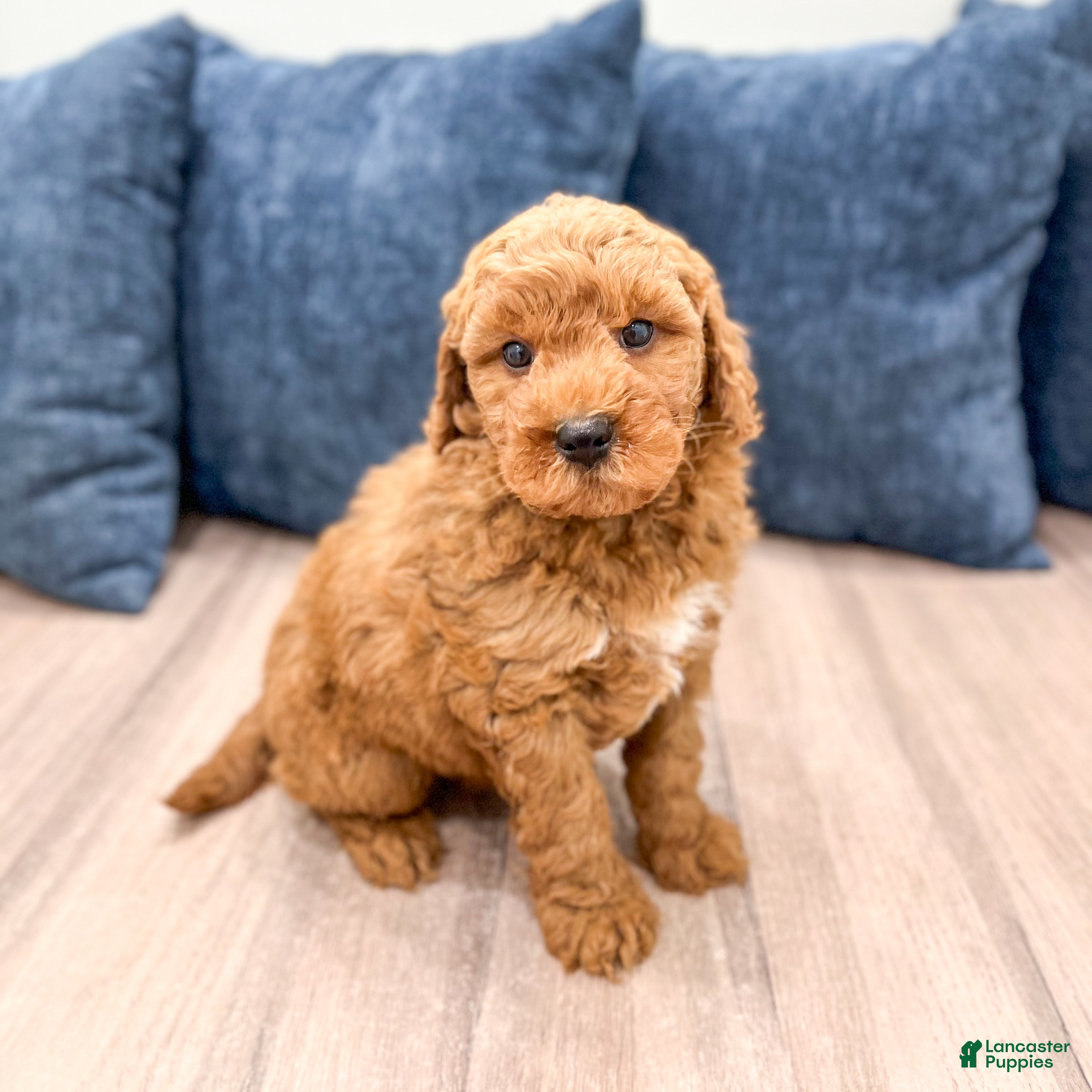 Mini Goldendoodle dogs Charlie - Ad 1