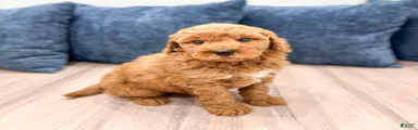 Charlie