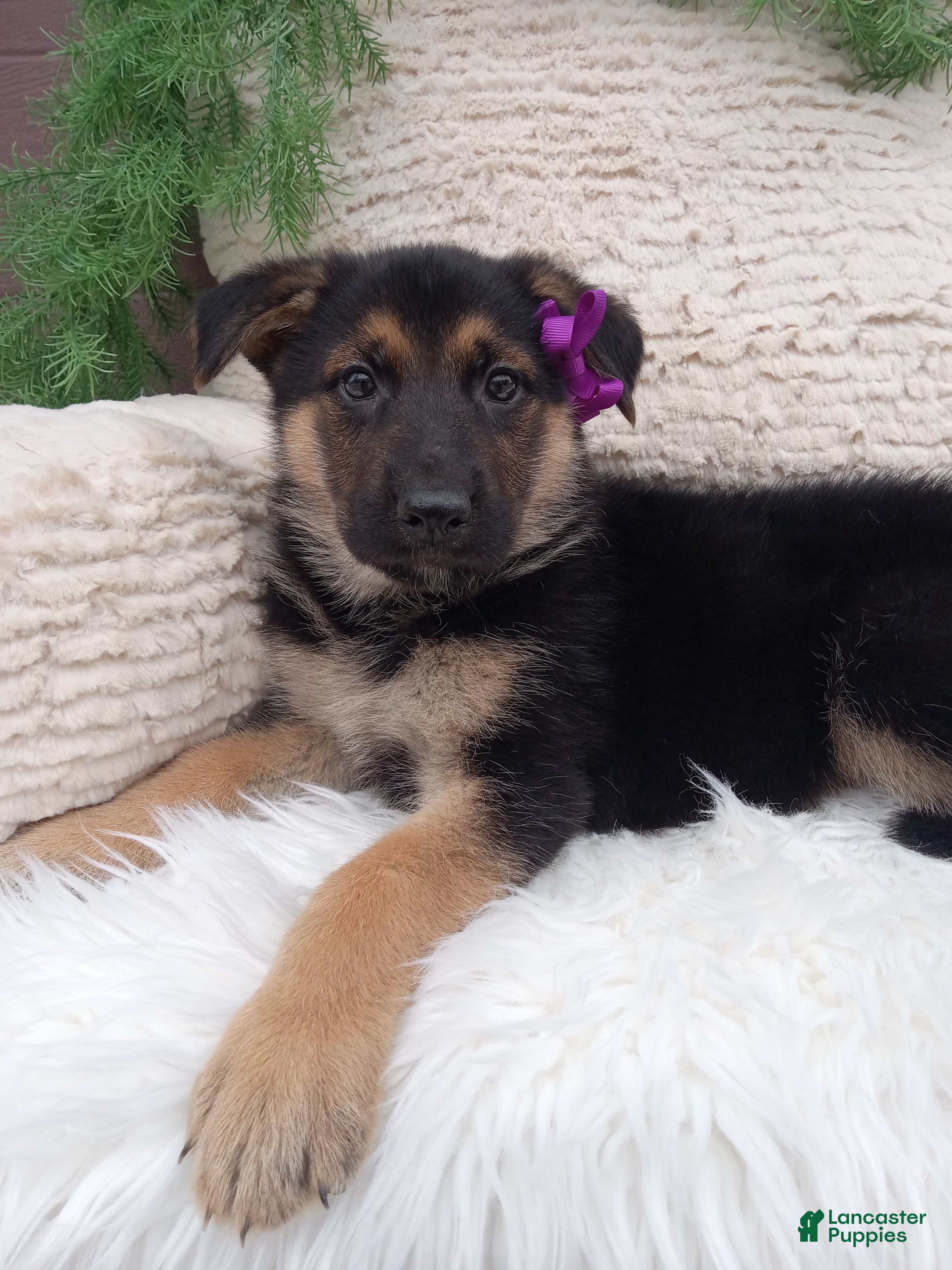 German Shepherd dogs for sale: Annie - Ad 1