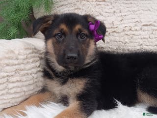 German Shepherd dogs for sale: Annie - Ad 1