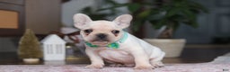 French Bulldog dogs for sale: Swayer - Ad 4