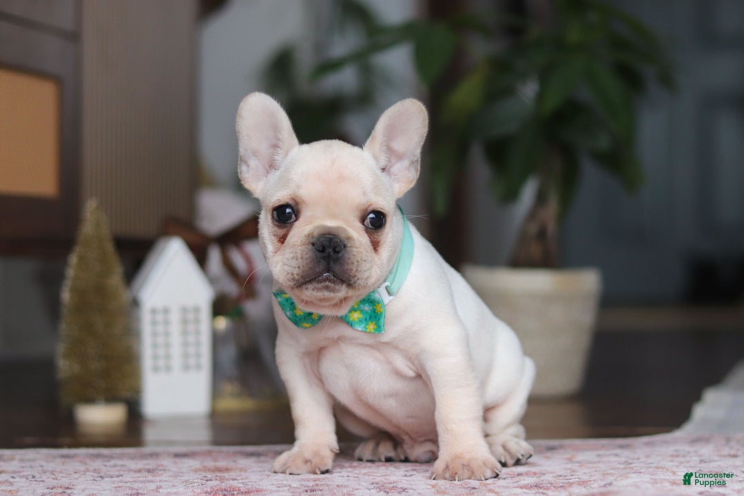 French Bulldog dogs for sale: Swayer - Ad 4
