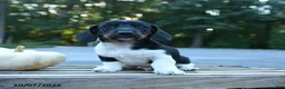 Miniature Dachshund dogs for sale: Louie - Ad 5
