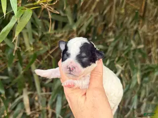 Bichpoo dogs Bichpoo Puppy 1 - Ad 40