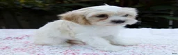 Cavapoo dogs for sale: Fiona - Ad 6
