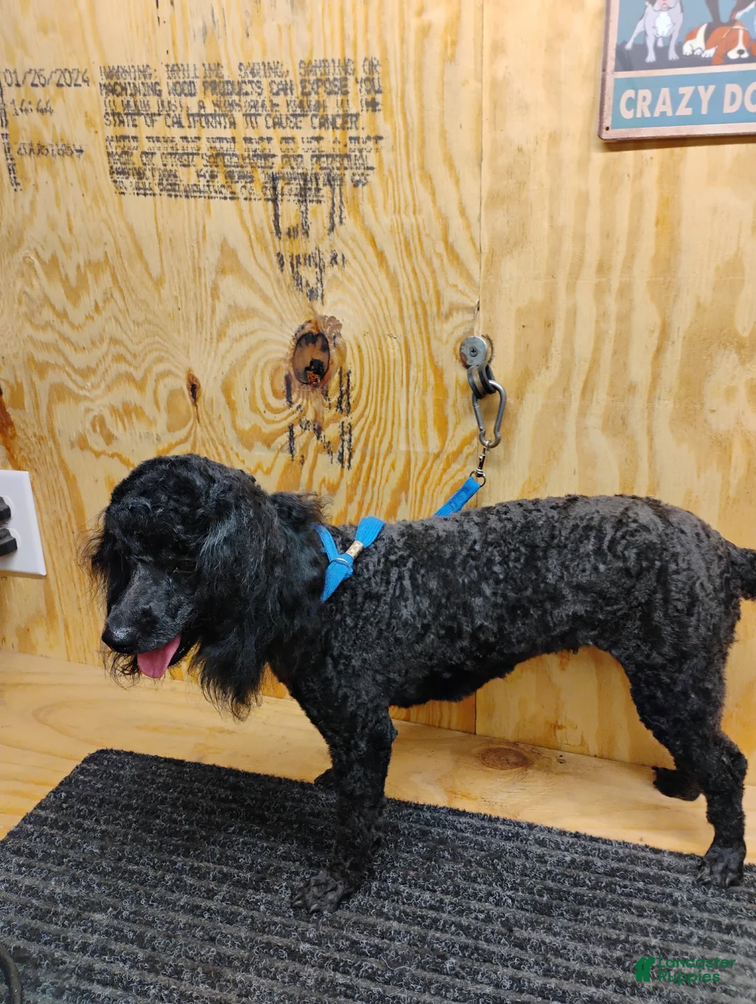 Toy Poodle dogs for sale: Toy Poodle female - Ad 7