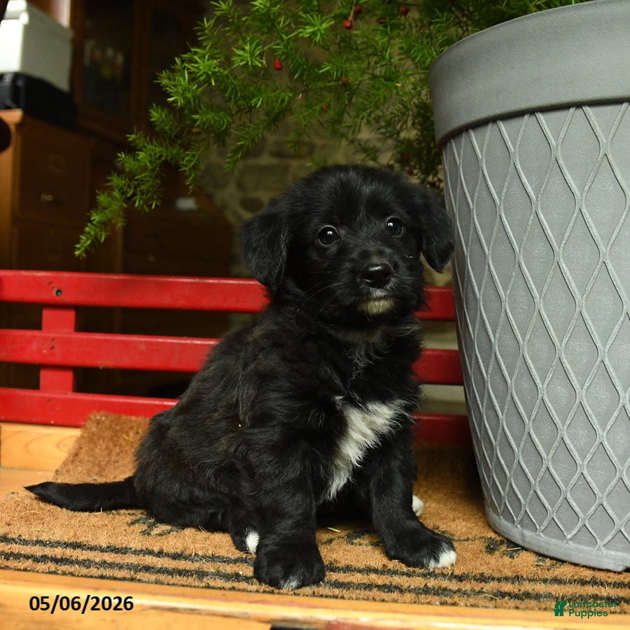 Corgipoo dogs Floyd - Ad 1