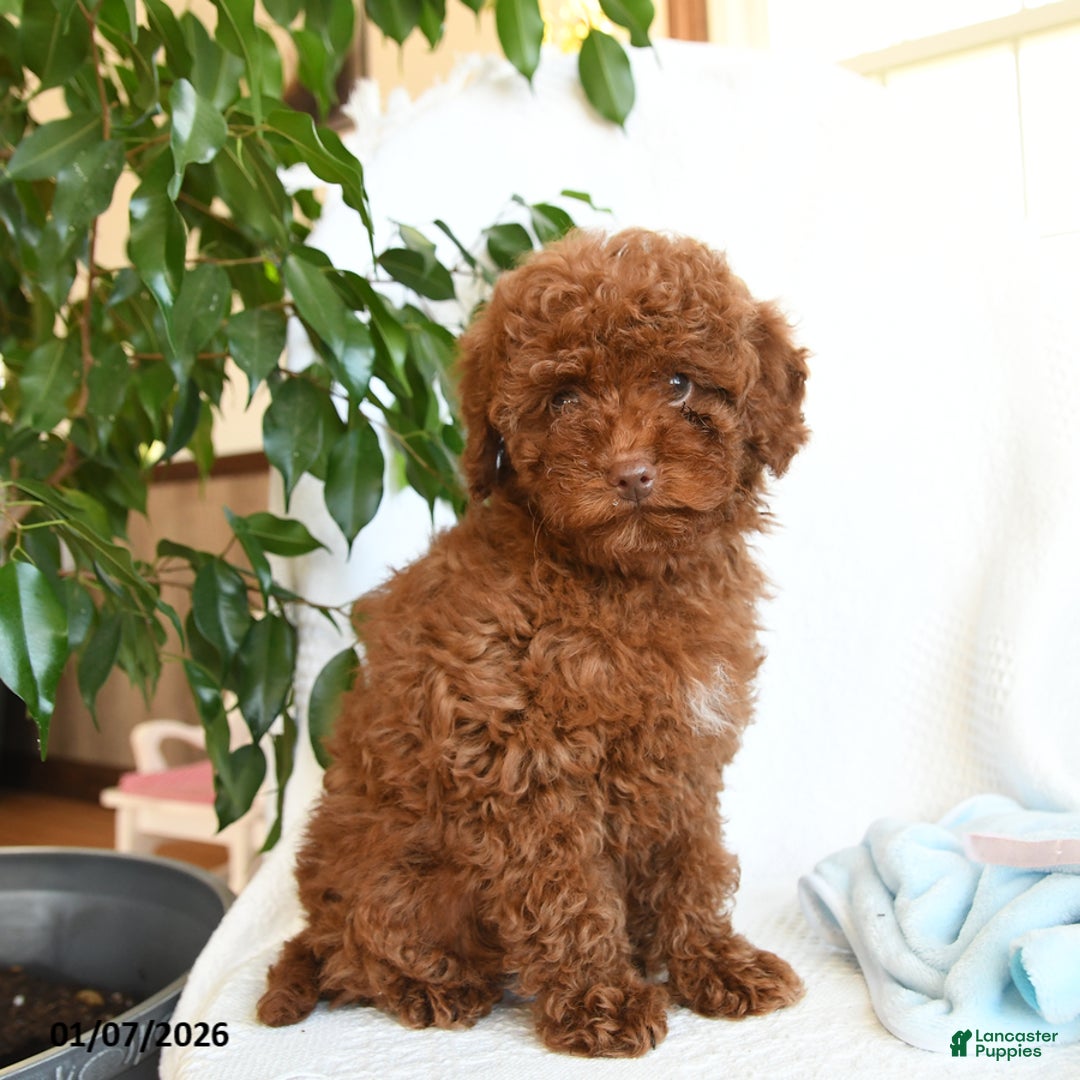 Toy Poodle dogs for sale: Ezra - Ad 4