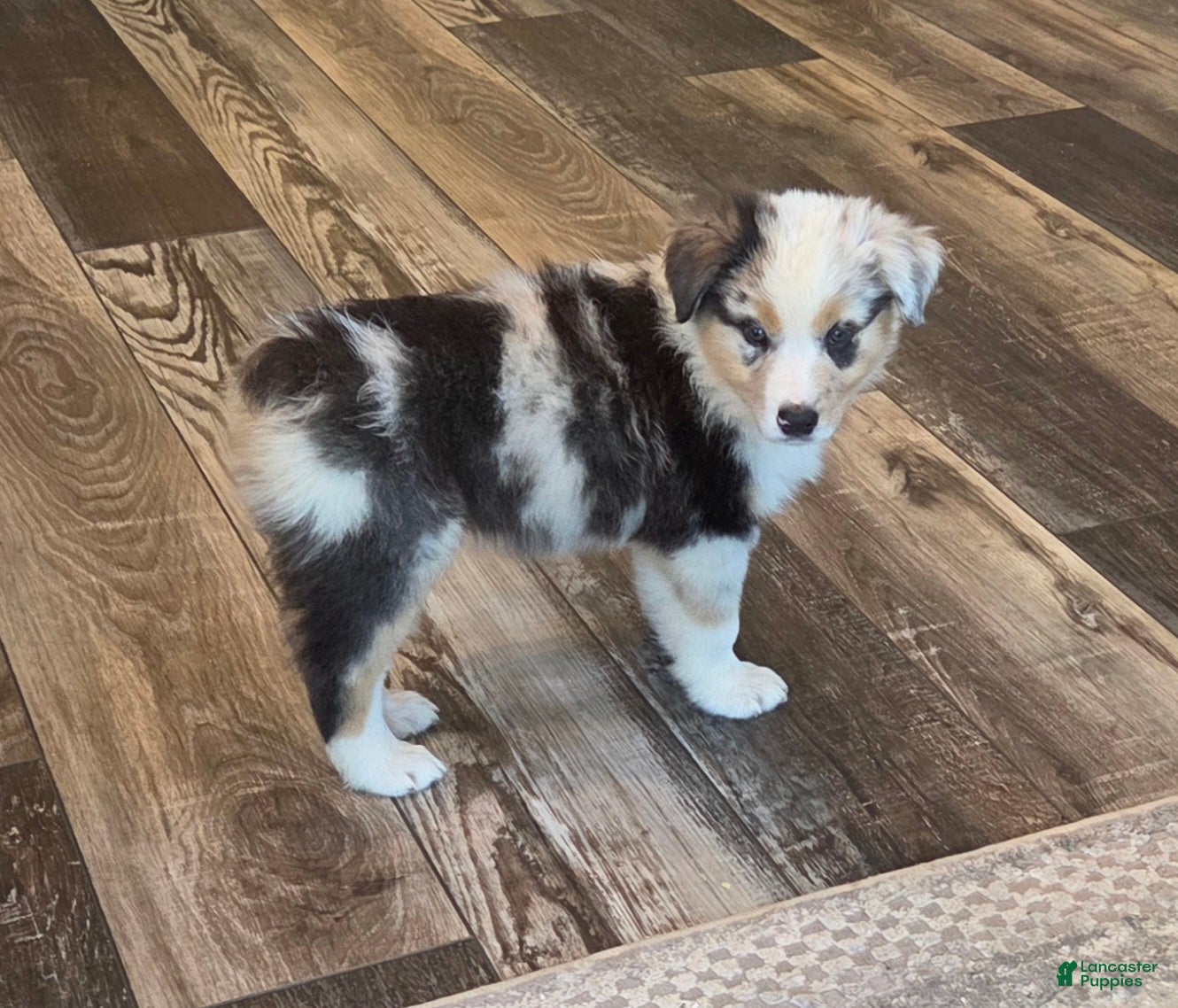 Australian Shepherd dogs Storm Ledger - Ad 2