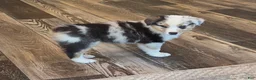 Australian Shepherd dogs for sale: Storm Ledger - Ad 2