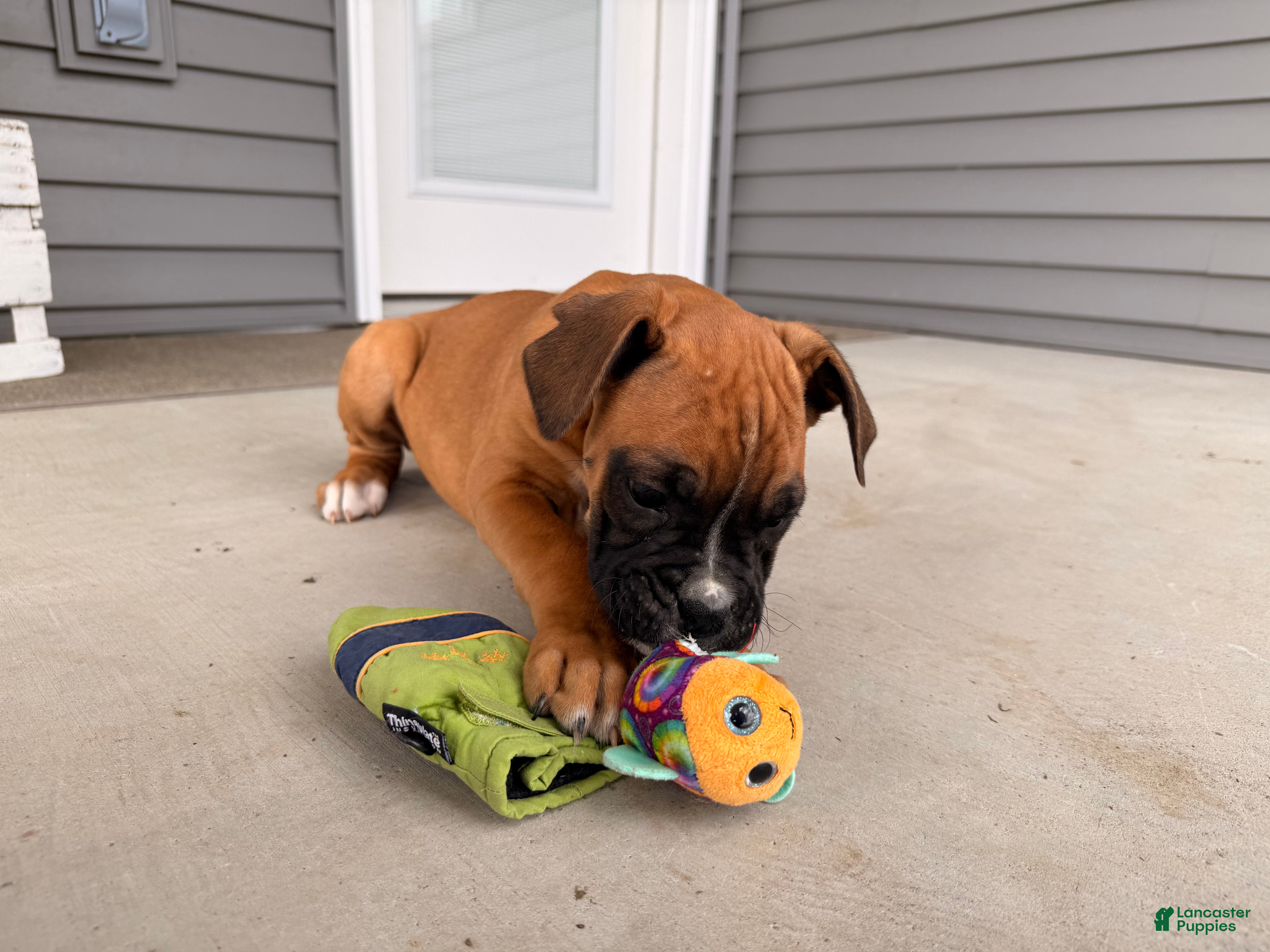 Boxer dogs Brooke - Ad 23