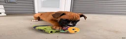 Boxer dogs for sale: Brooke - Ad 1
