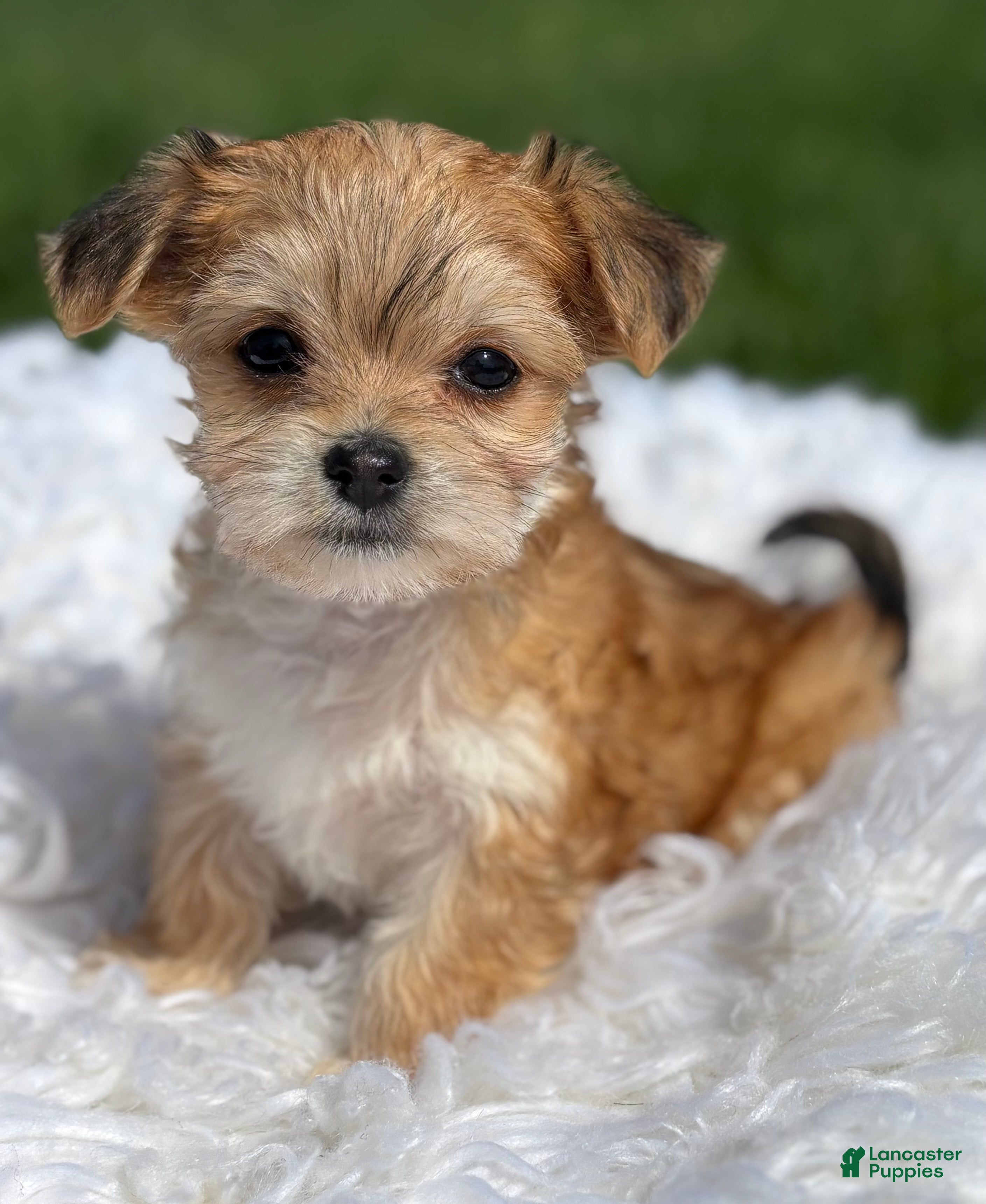 Morkie dogs Dolly - Ad 1