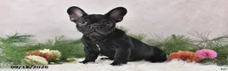 Frenchton dogs for sale: Marshal - Ad 5
