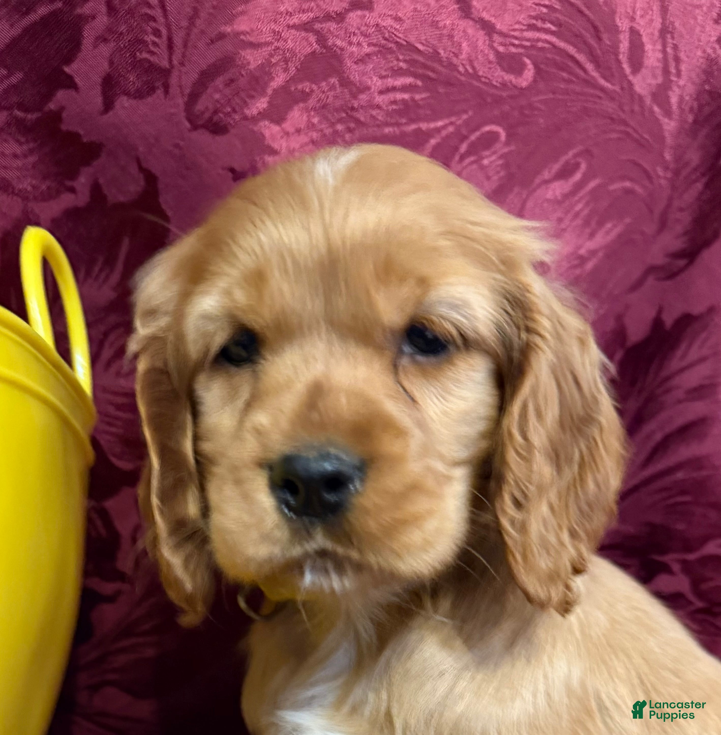 Cocker Spaniel dogs Cocker Spaniel Puppy DANNY - Ad 1