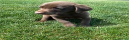 Labrador Retriever dogs for sale: Charles - Ad 4
