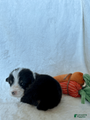 Welsh Corgi Pembroke Puppy 6
