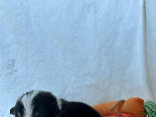 Welsh Corgi Pembroke dogs Welsh Corgi Pembroke Puppy 6 - Ad 9