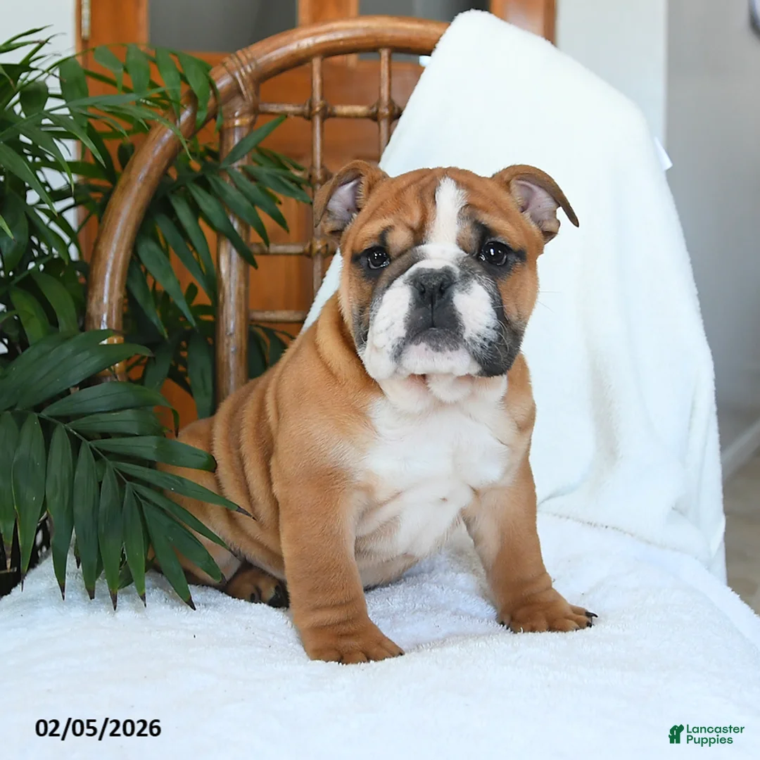 English Bulldog dogs for sale: Mayhem - Ad 1