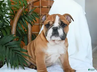 English Bulldog dogs Mayhem - Ad 3