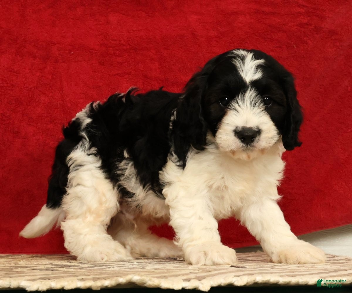 Cavapoo dogs Barney - Ad 1