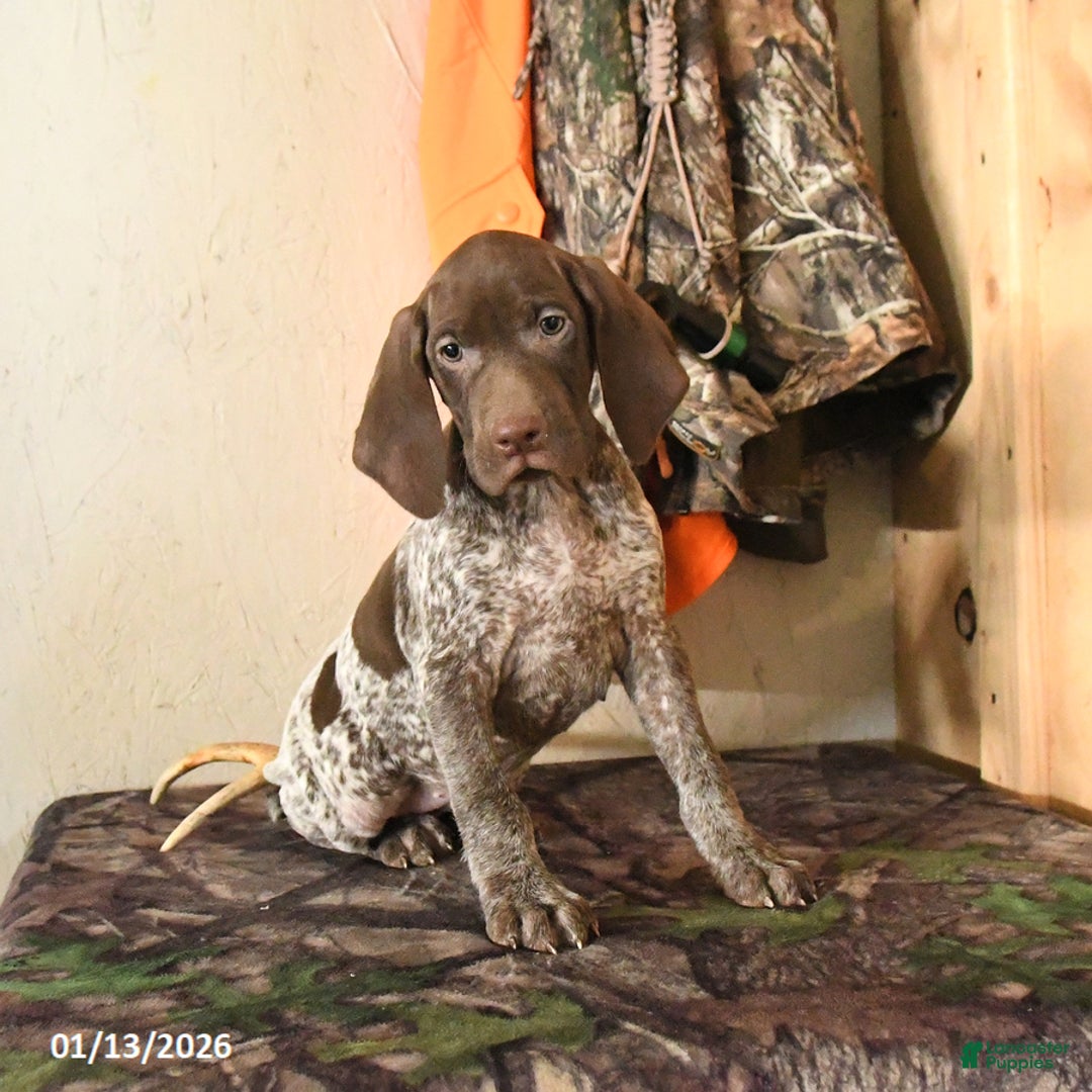 German Shorthaired Pointer dogs for sale: Honey - Ad 4