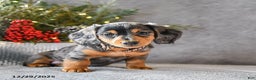 Miniature Dachshund dogs for sale: Scamper - Ad 4