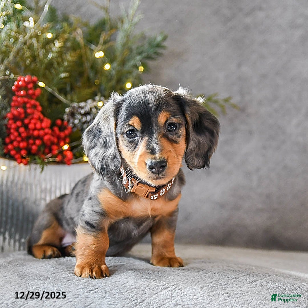 Miniature Dachshund dogs for sale: Scamper - Ad 4