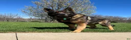 German Shepherd dogs for sale: Hanz - Ad 9
