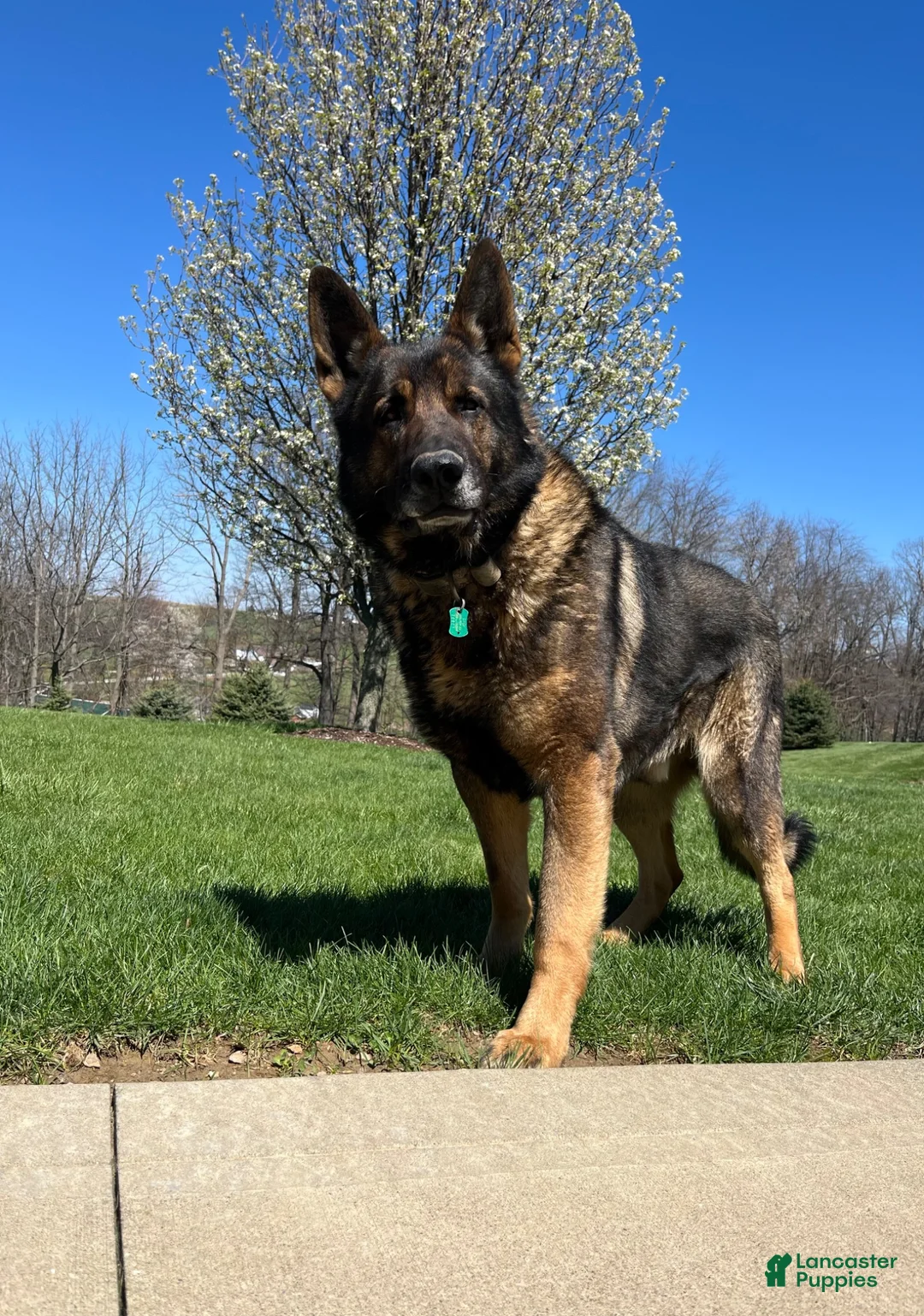 German Shepherd dogs for sale: Hanz - Ad 9