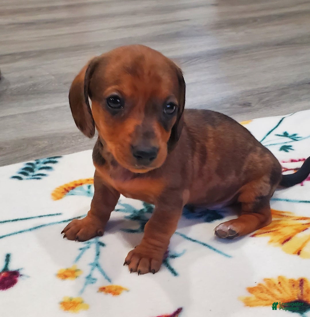 Miniature Dachshund dogs for sale: Freckles - Ad 1