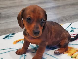 Miniature Dachshund dogs Freckles - Ad 24