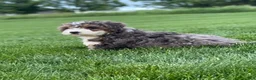 Mini Bernedoodle dogs for sale: Willow - Ad 4