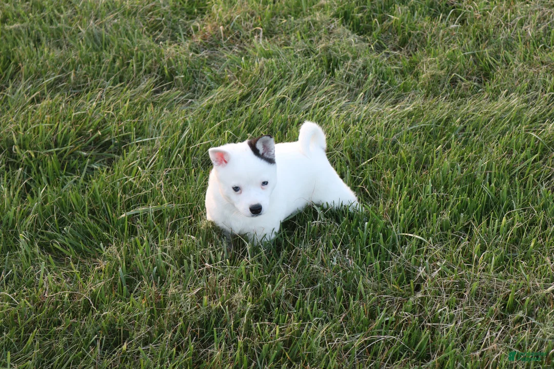 Alaskan Klee Kai dogs for sale: Asher - Ad 2