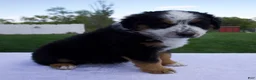 Australian Shepherd dogs for sale: Patrick - Ad 2