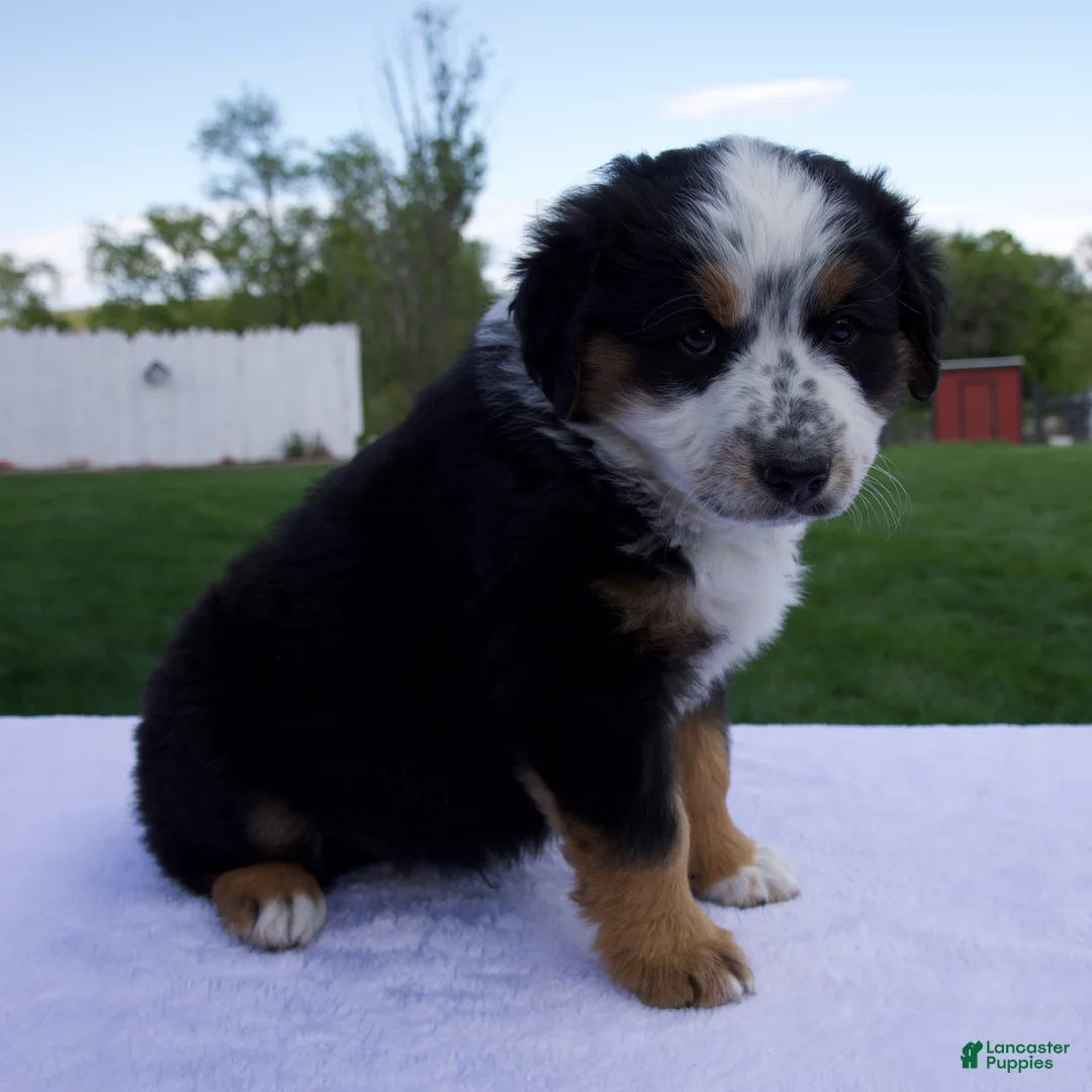 Australian Shepherd dogs for sale: Patrick - Ad 2