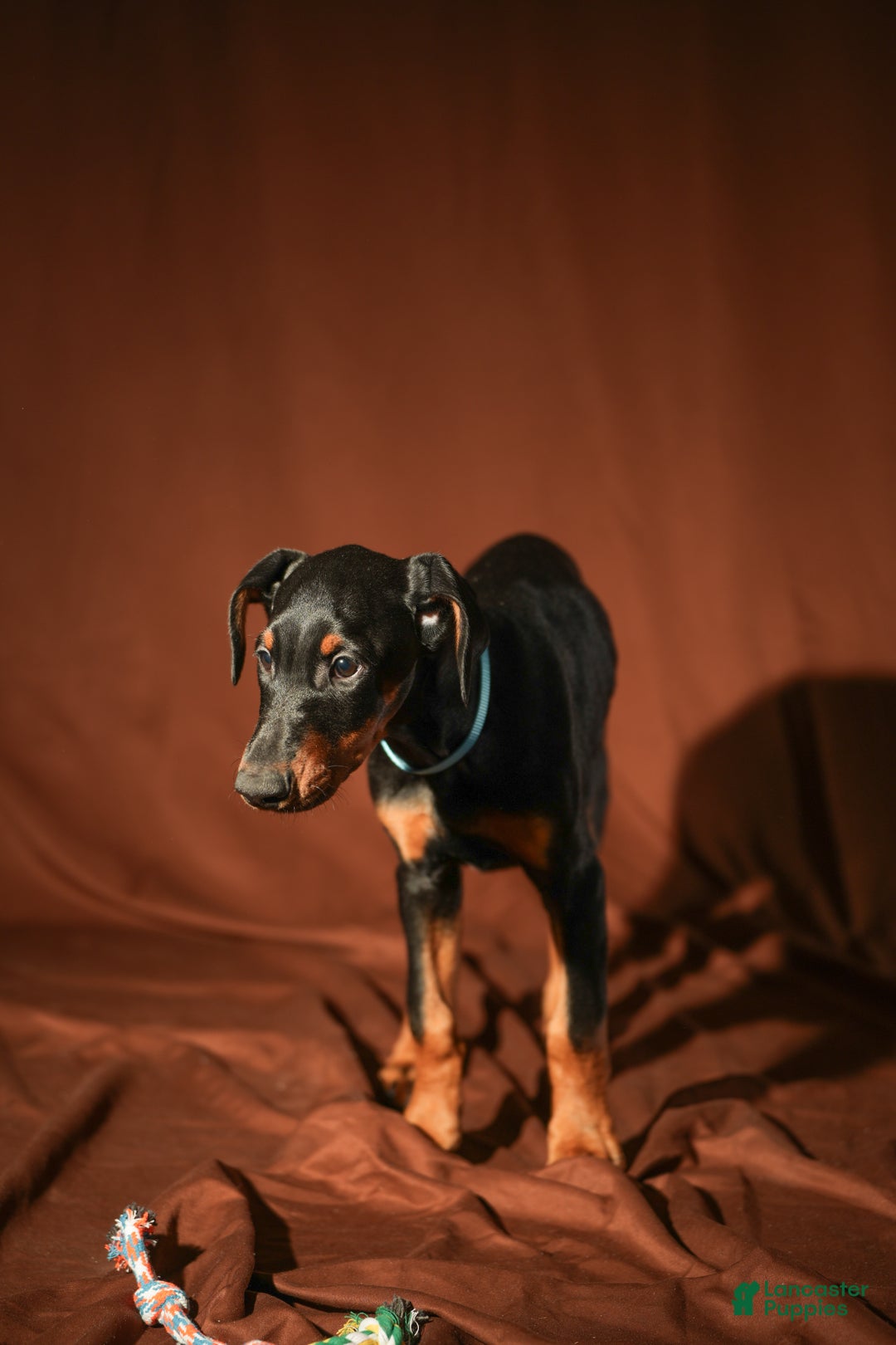 Doberman Pinscher dogs for sale: Blue - Ad 6