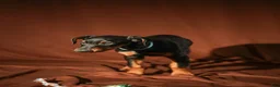 Doberman Pinscher dogs for sale: FULL AKC - Blue - Ad 7