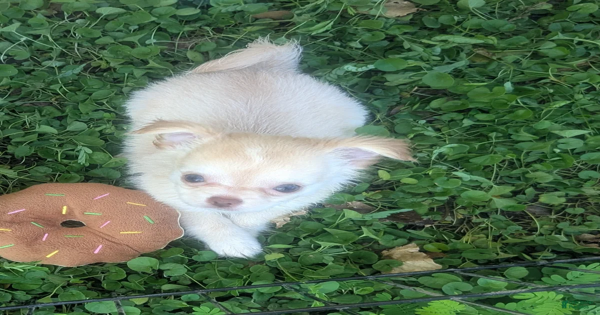 Cherry LC Apple Head Female Chihuahua Chihuahua for sale in