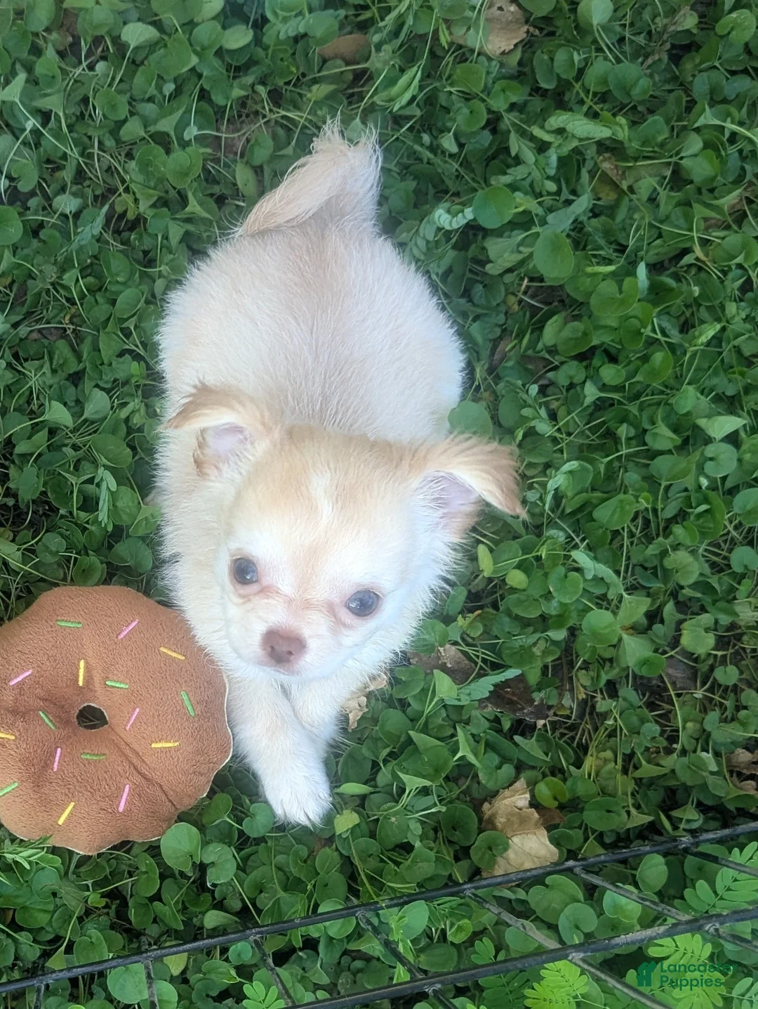 Chihuahua dogs for sale: Cherry LC Apple Head Female Chihuahua  - Ad 1