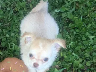 Chihuahua dogs Cherry LC Apple Head Female Chihuahua - Ad 4