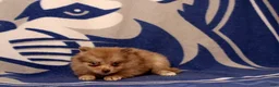 Pomeranian dogs for sale: Gilma - Ad 3