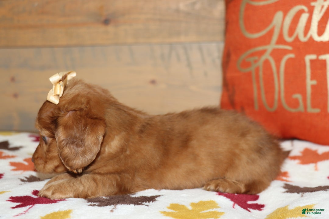 Miniature Dachshund dogs for sale: Terry  - Ad 26
