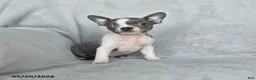 Boston Terrier dogs for sale: Tootsie - Ad 1