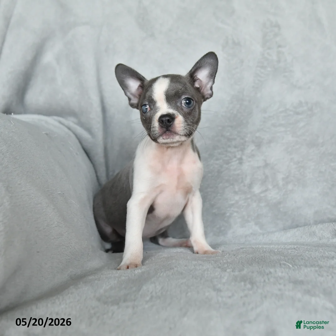 Boston Terrier dogs for sale: Tootsie - Ad 1