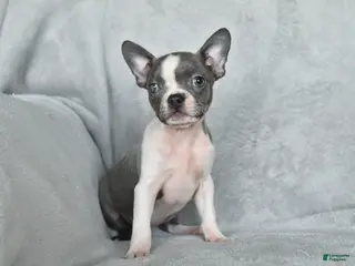 Boston Terrier dogs for sale: Tootsie - Ad 3