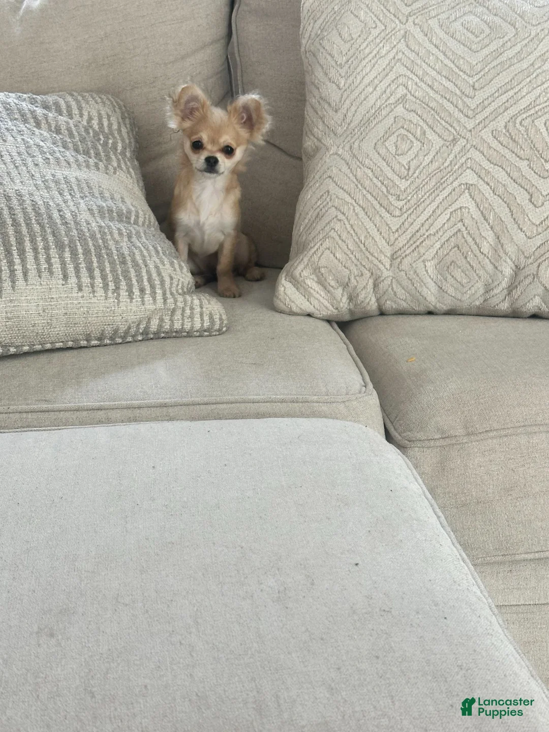 Chihuahua dogs for sale: Chihuahua 1 - Ad 2