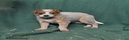 Australian Cattle Dog dogs for sale: Outlaw - Ad 1