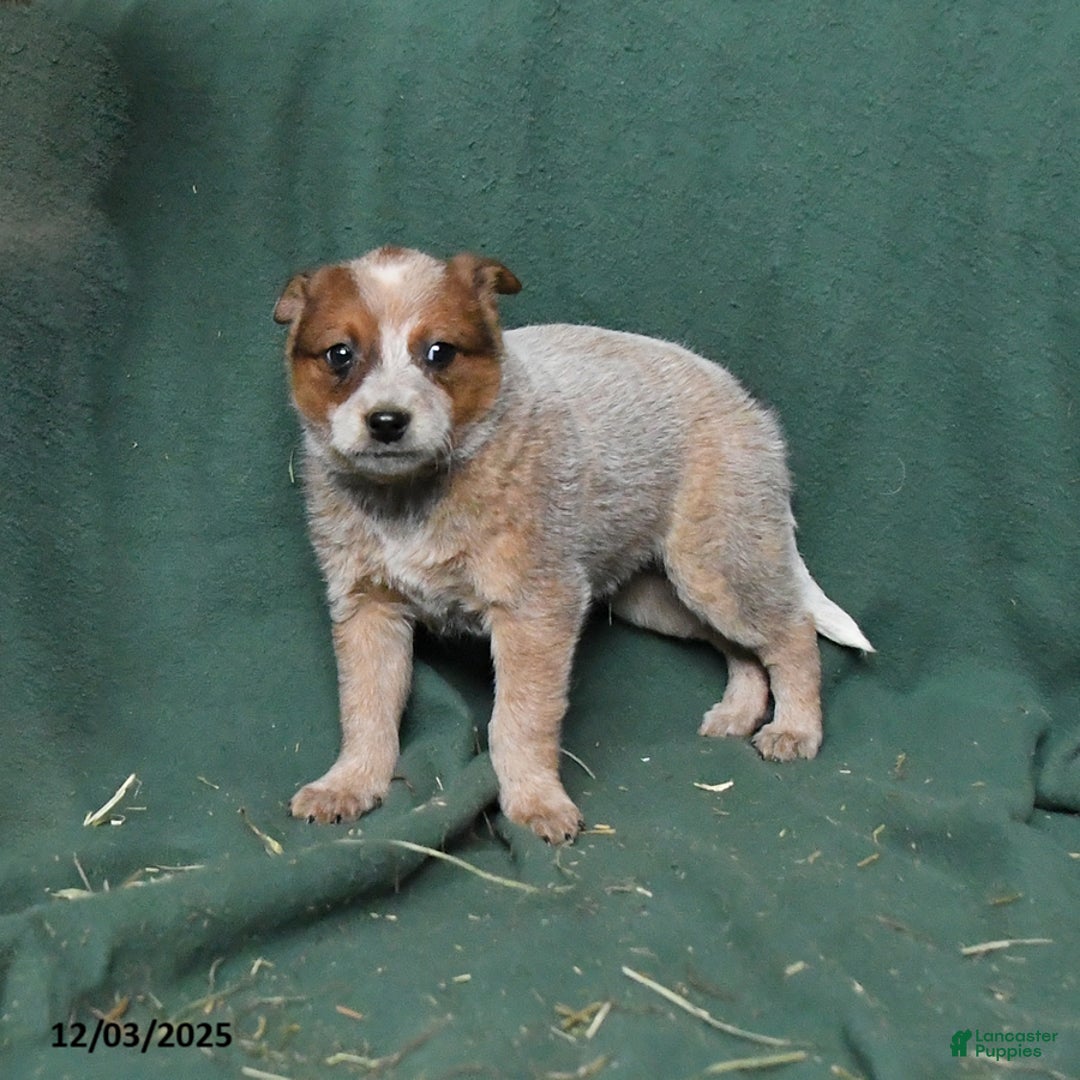 Australian Cattle Dog dogs for sale: Outlaw - Ad 1