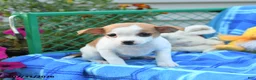 Mixed Breed dogs for sale: Ticker - Ad 5